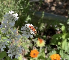 Trichodes bibalteatus