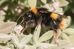 Bombus terrestris audax