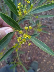 Dodonaea lanceolata