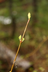 Viburnum edule