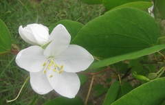 Bauhinia acuminata