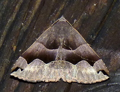 Gondysia