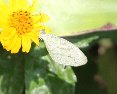 Leptosia alcesta inalcesta