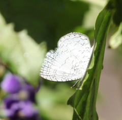 Spalgis lemolea lemolea