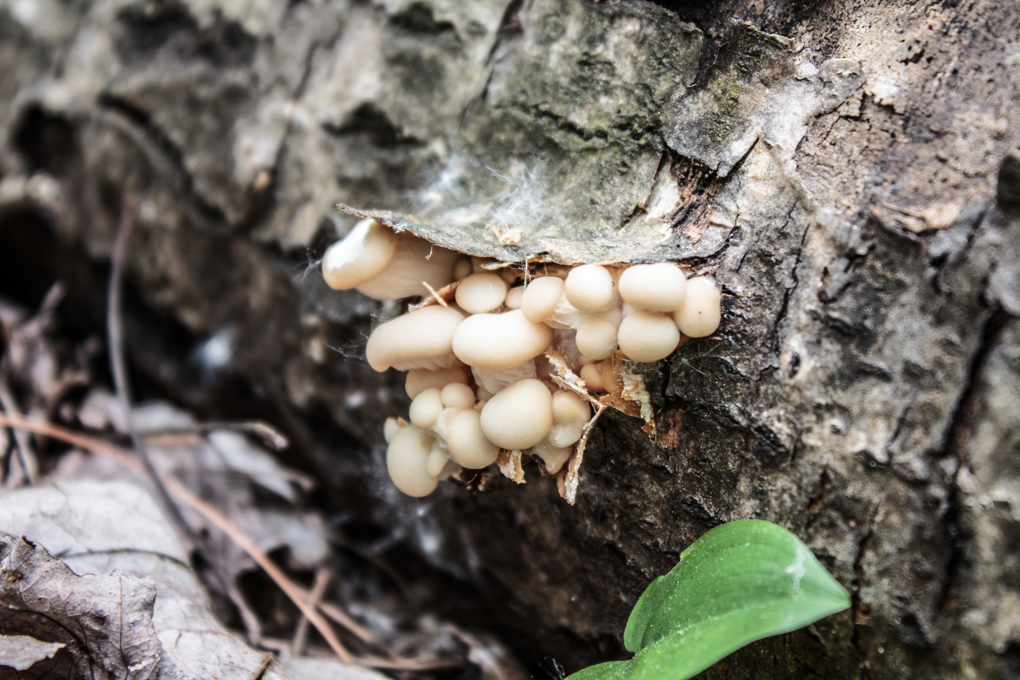 Pleurotus populinus image
