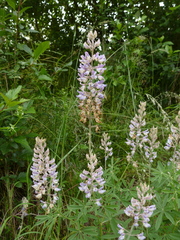 Lupinus albicaulis