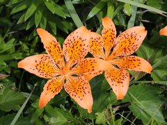 Lilium maculatum