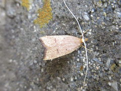 Lecitholaxa thiodora