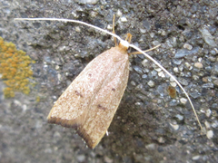 Lecitholaxa thiodora