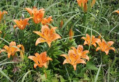 Lilium maculatum