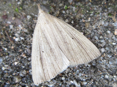 Stenhypena nigripuncta