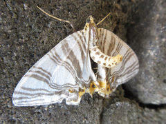 Callabraxas compositata