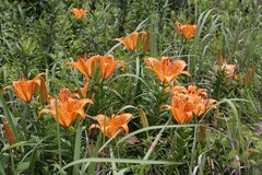 Lilium maculatum