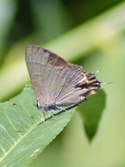 Electrostrymon guzanta