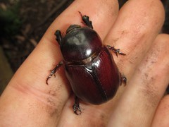 Cheiroplatys bifossus