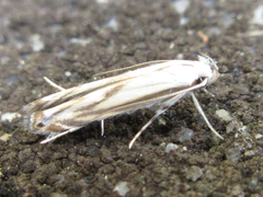 Polyhymno pontifera