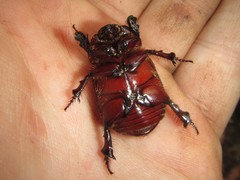 Cheiroplatys bifossus