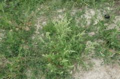 Chenopodium opulifolium