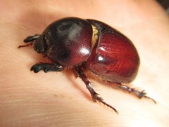 Cheiroplatys bifossus