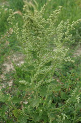 Chenopodium opulifolium