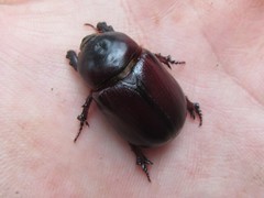 Cheiroplatys bifossus