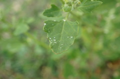 Chenopodium opulifolium