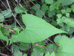 Fallopia dumetorum