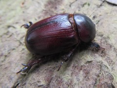 Cheiroplatys bifossus
