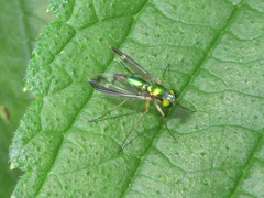 Condylostylus nebulosus