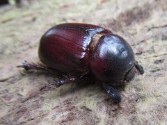 Cheiroplatys bifossus