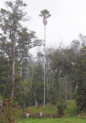 Pritchardia schattaueri