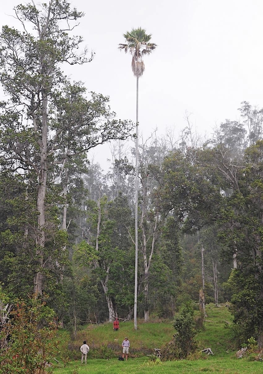 Pritchardia schattaueri
