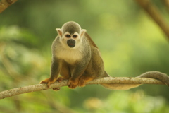 Saimiri cassiquiarensis