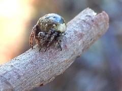 Araneus rotundulus
