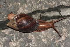 Lissachatina immaculata