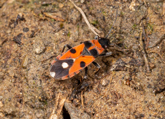 Horvathiolus superbus