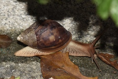 Lissachatina immaculata