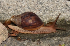 Lissachatina immaculata