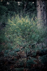 Acacia provincialis