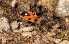 Horvathiolus superbus