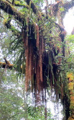 Phlegmariurus squarrosus