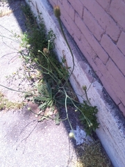 Hypochaeris radicata