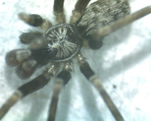 Filistatinella domestica · iNaturalist