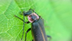 Podabrus brevicollis