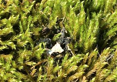 Hygroamblystegium