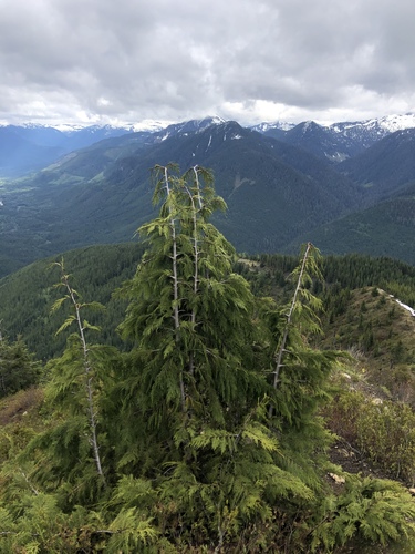 Evergreen Lookout Trail