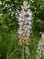 Lupinus albicaulis