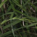Weeping-Grass - Photo (c) Pat Enright, some rights reserved (CC BY-NC), uploaded by Pat Enright