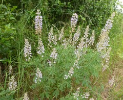 Lupinus albicaulis