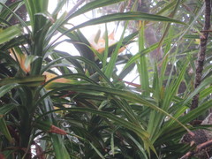Freycinetia